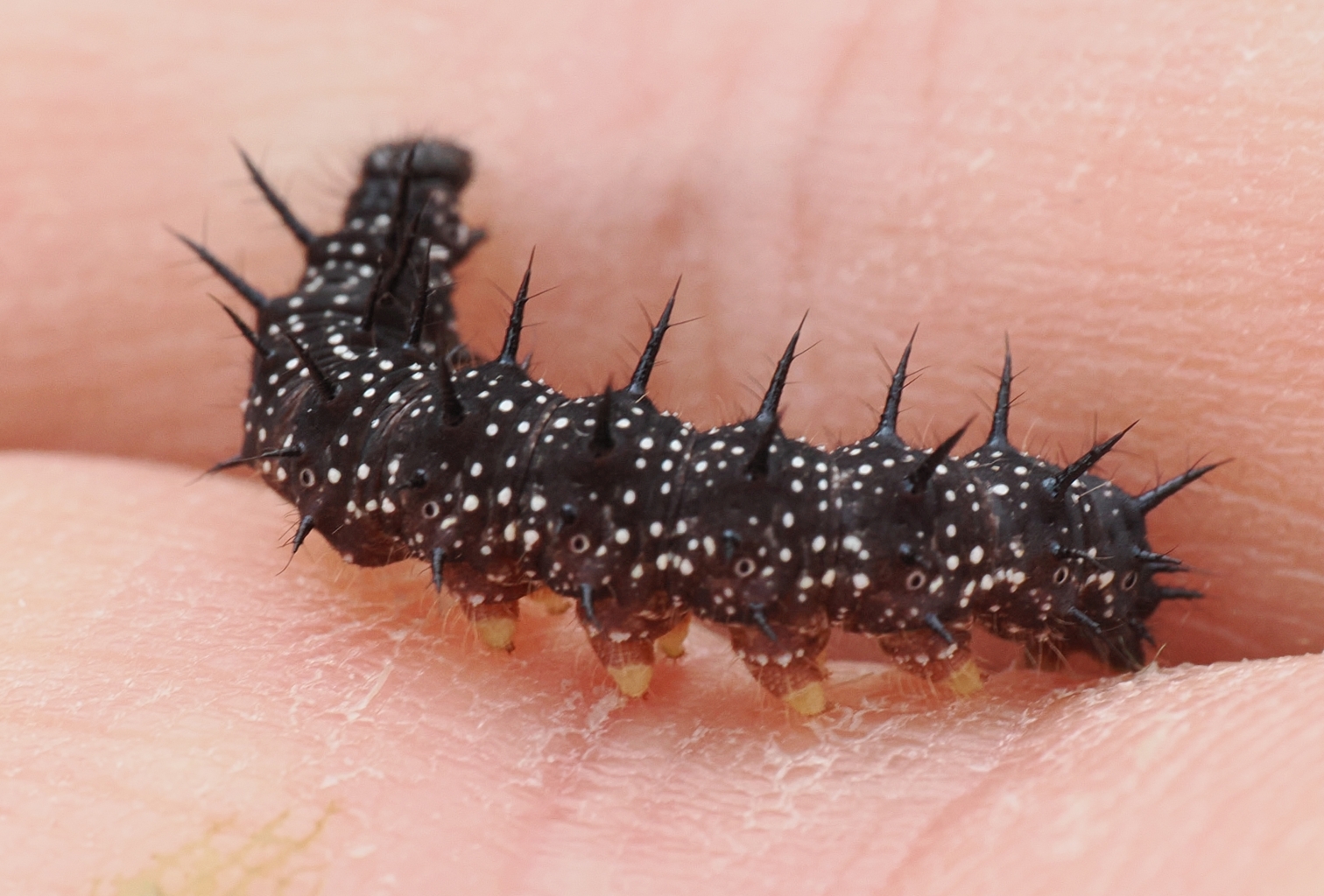 Aglais-io-larva